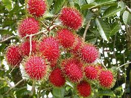 Nephelium leppaceum is the scientific name for the rambutan, a member of the Sapindaceae family. 